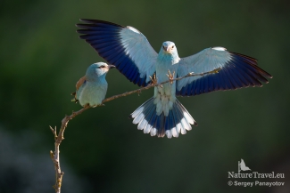 European roller photography / ©Sergey Panayotov, European Roller hide
